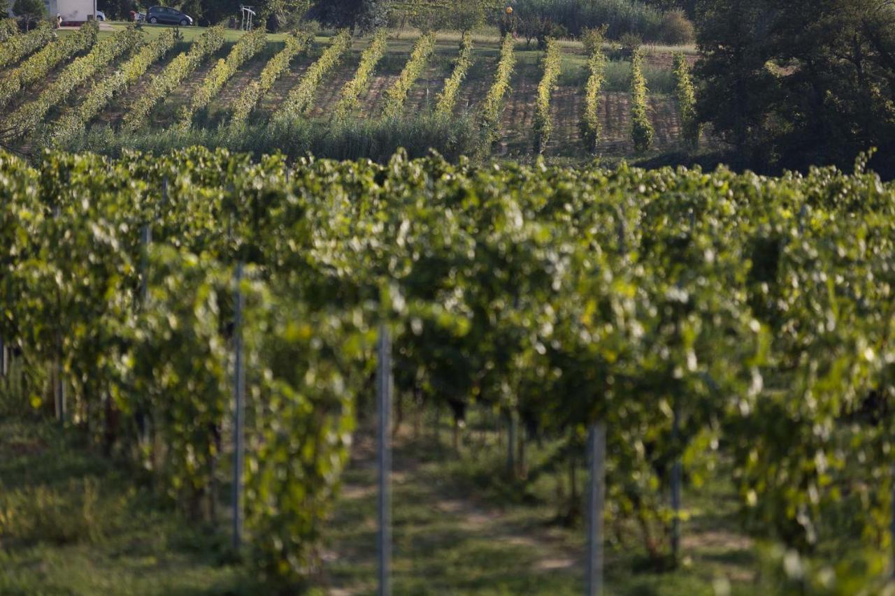 Agriturismo Le Baccane Vinci Exteriér fotografie