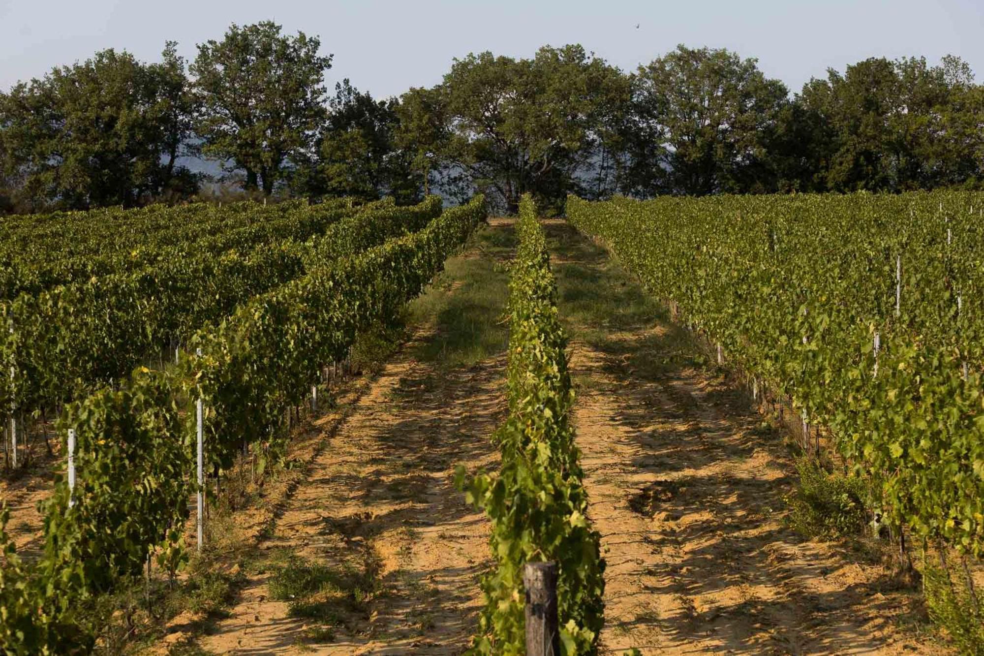 Agriturismo Le Baccane Vinci Exteriér fotografie